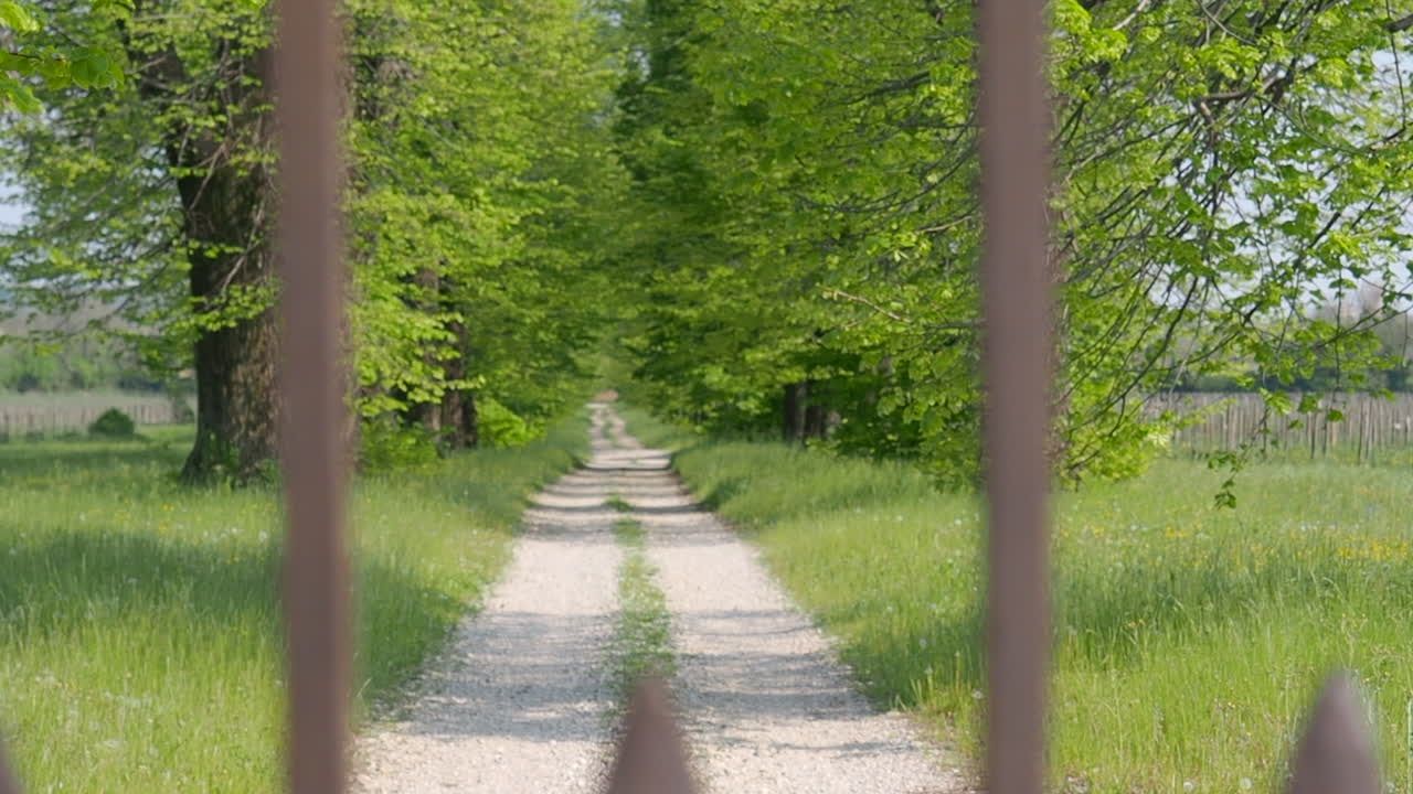 Peaceful Countryside Path Lined with Trees