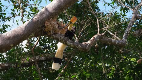 perched on a branch while searching for some food eat as seen in the forest, great pied hornbill buceros bicornis, khao yai national park, thailand