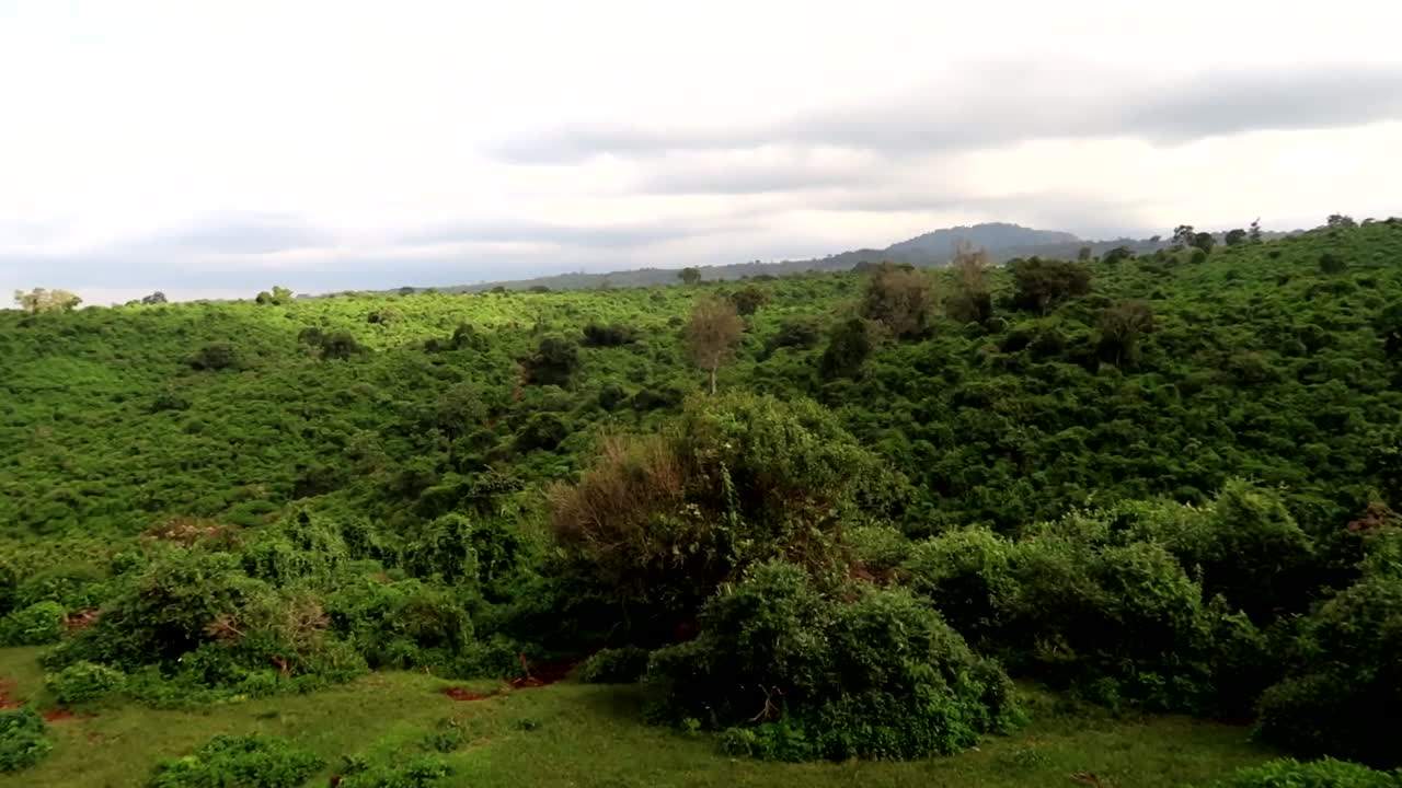 toma panorámica que muestra el denso bosque dentro del parque nacional de aberdare, kenia