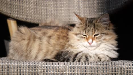 un gato siberiano esponjoso relajándose en una silla