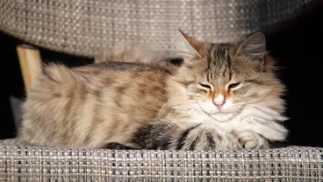 fluffy siberian cat relaxing on a chair