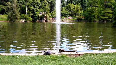 still shot of a fountain in a pond at retiro park, madrid