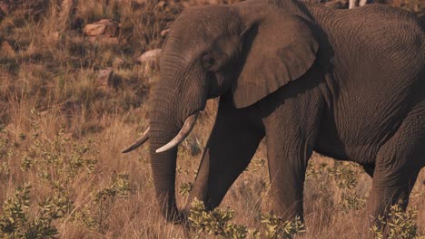 elefante africano rasgando la hierba de la sabana con su trompa y comiéndola