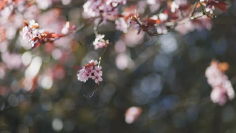 las flores rosadas de primavera