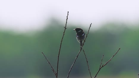 wren bird telephoto view, sitting on branch tree, static closeup, day