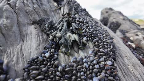 Mussels-attached-to-rocks,-close-up,-sandy-beach-in-West-Cork,-Ireland