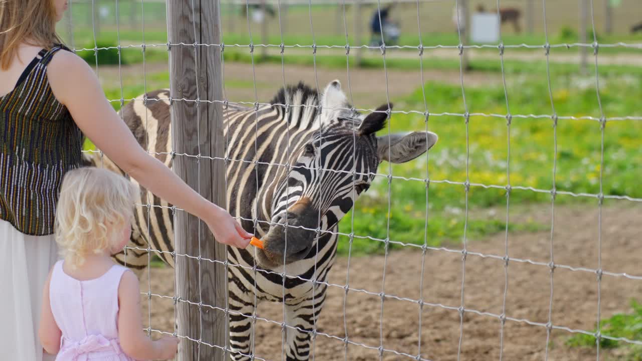 Chapman's Zebra eats carrot from child and adult through fence in outdoor animal park enclosure
