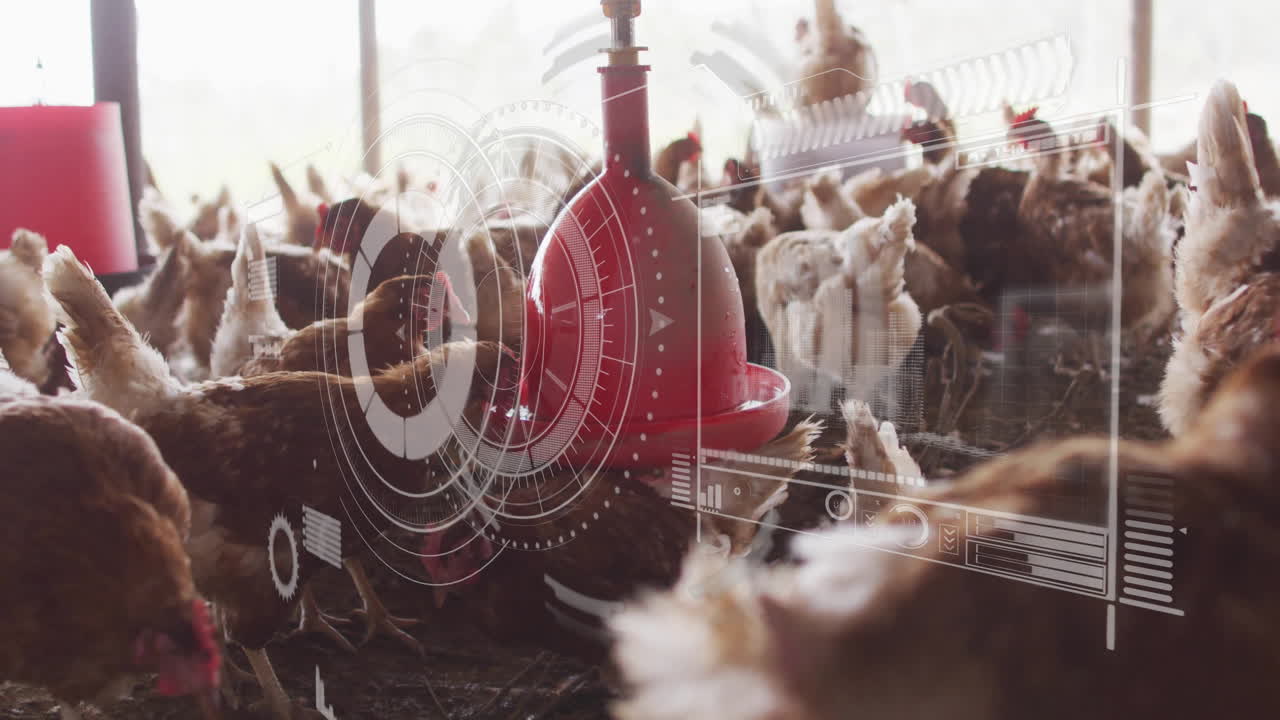 Chickens feeding in barn with digital data processing animation overlay