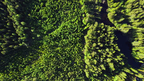 Tiro-De-Arriba-Hacia-Abajo-De-La-Cálida-Luz-Del-Sol-En-Los-Exuberantes-Pinos-En-El-Bosque-En-El-Municipio-De-Vansbro,-Condado-De-Dalarna,-Suecia---Drone-Aéreo