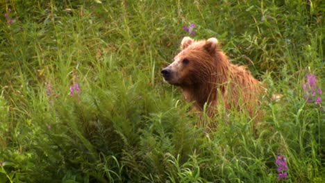 Un-Adulto-De-Oso-Kodiak-(Ursus-Arctos-Middendorffi)-Pescando-En-Un-Arroyo-Nwr-Alaska-2007