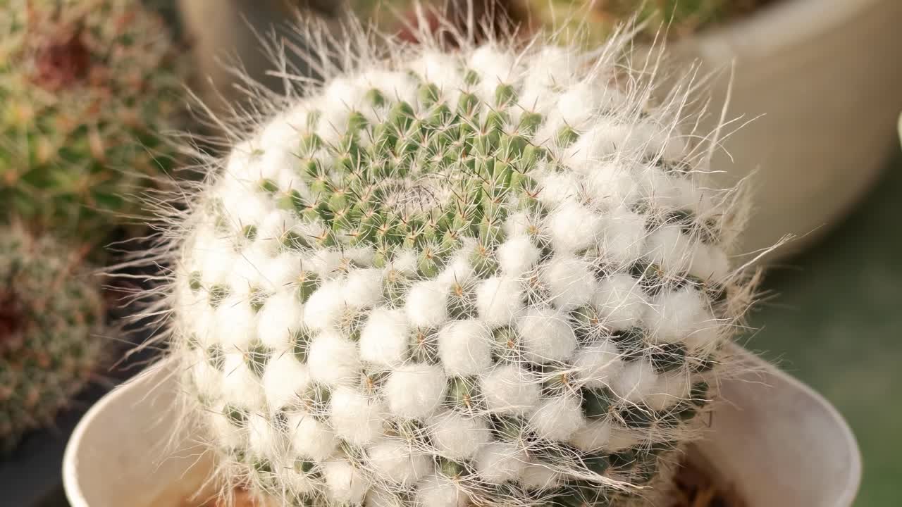 Detailed view of a white cactus with unique texture, surrounded by other cacti in sunlight.