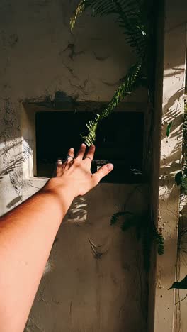 hand reaching towards plants on an aged wall