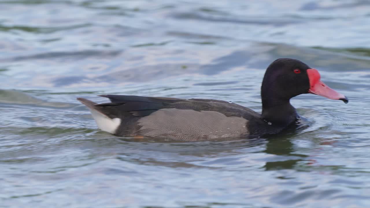 pochard macho salvaje de pico rosado, netta peposaca con plumas bellamente aceitadas y acicaladas nadando con gracia a través del lago ondulado con plumas secas, plumajes impermeabilizantes, zoom en la toma de observación de aves