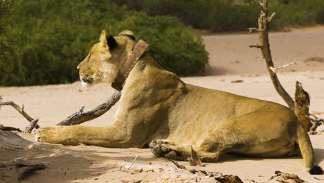 famous desert lioness charly on a sandy patch in namibia's hoanib valley. she looks attentively in all directions. as she moves one ear, sand flies from her fur, forming a small fountain of dust.