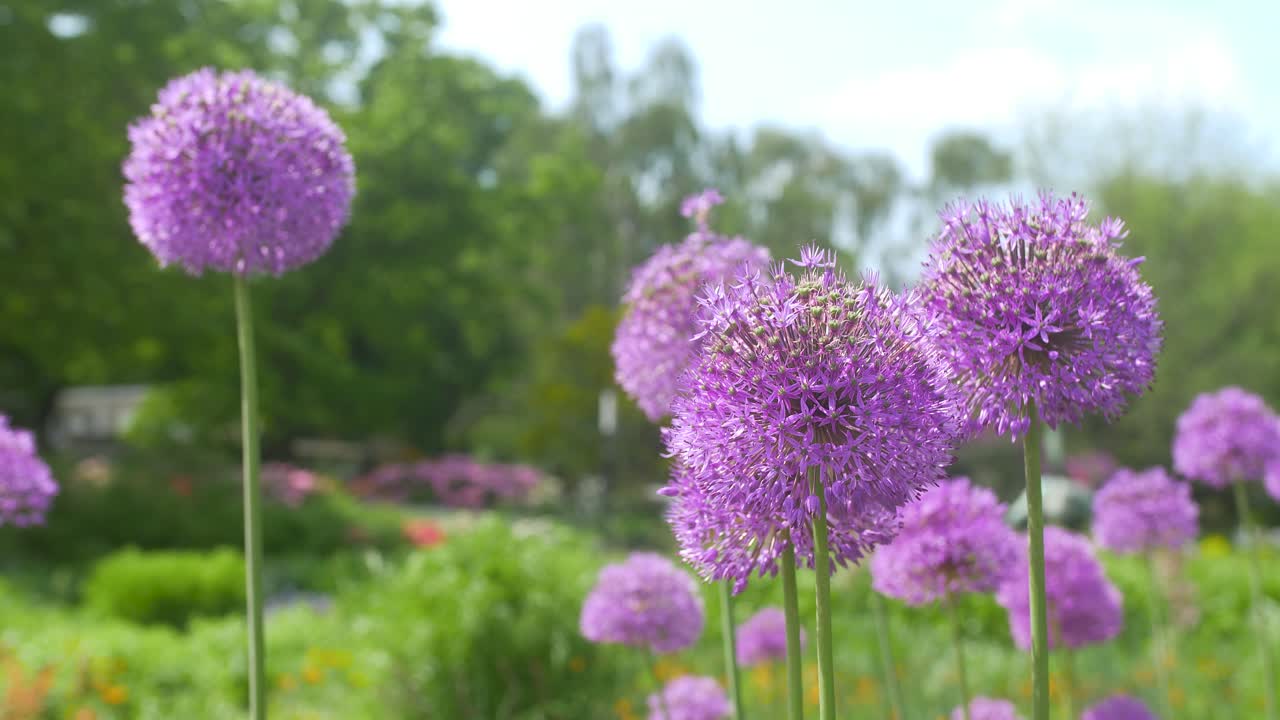 algunas flores de bola violeta de pie en el jardín japonés verde