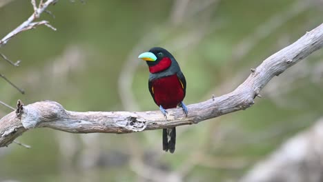 pico ancho negro y rojo, cymbirhynchus macrorhynchos, kaeng krachan, tailandia