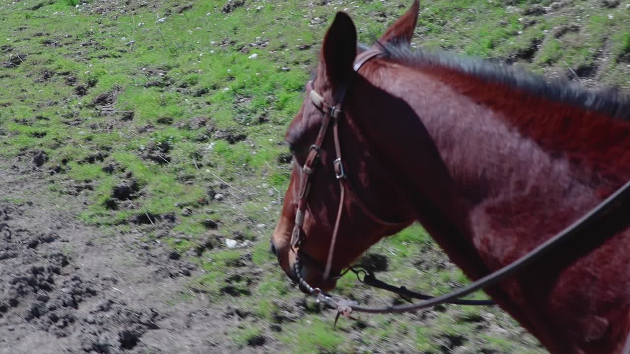 cerca de la cabeza y el cuello del caballo mientras camina a través de la hierba verde para recoger el ganado