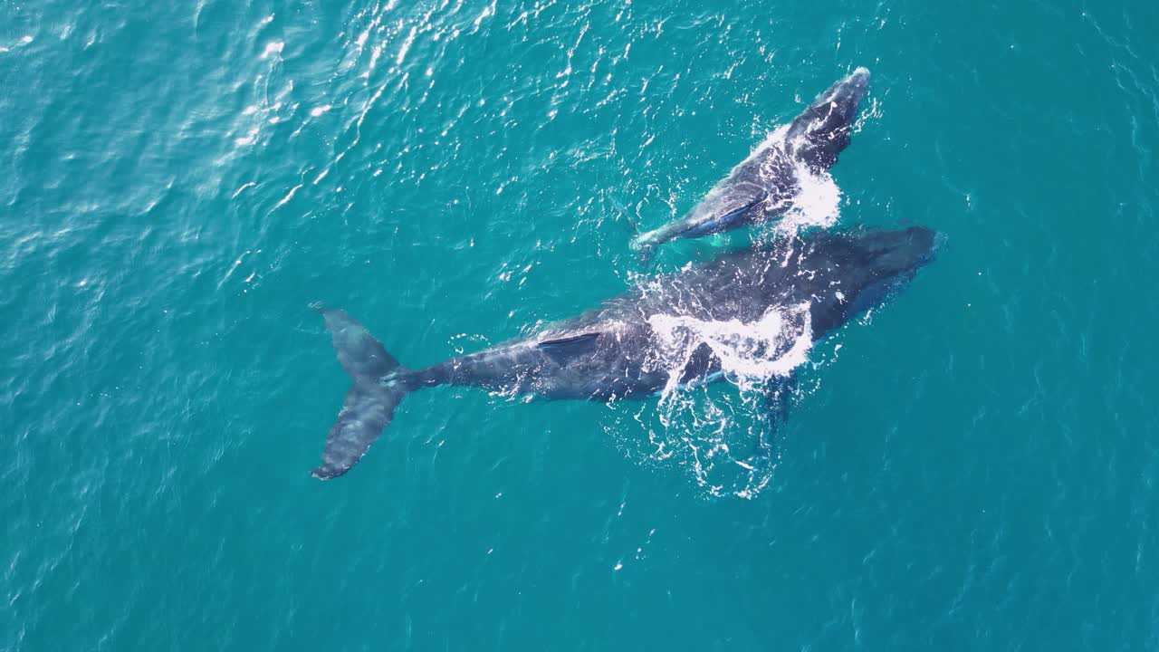A mother and newly born Humpback Whale calf bond together after giving birth on the ocean surface