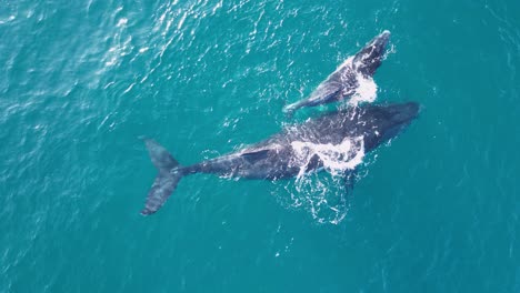 una madre y una ballena jorobada recién nacida se unen después de dar a luz en la superficie del océano