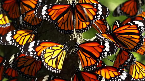 monarch butterflies clustered on a tree trunk