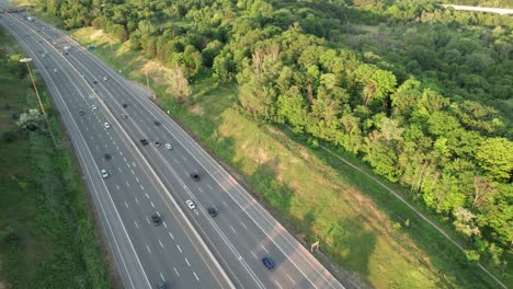 volando sobre la carretera al bosque