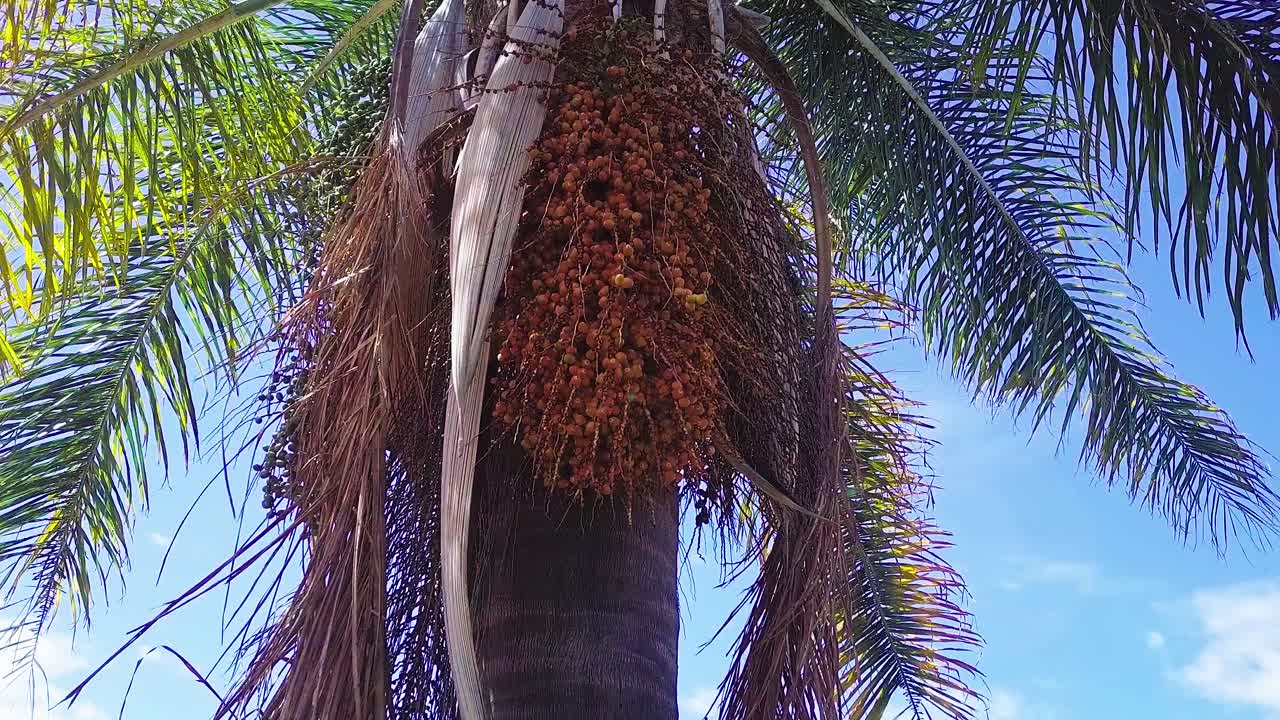 abejas volando alrededor de un montón de frutos jóvenes de palmeras bajo la vibrante luz del sol - toma de zoom de ángulo bajo