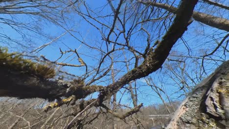 mossy trees without leaves by the river on a sunny spring day