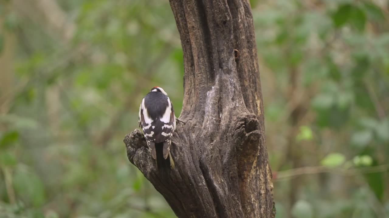 Slow motion great spotted woodpecker perched on tree trunk in forest