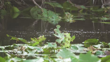 Burbujas-En-La-Superficie-Del-Agua-En-El-Pantano-De-Los-Everglades-Provenientes-De-Caimanes-Que-Se-Aparean-Bajo-El-Agua