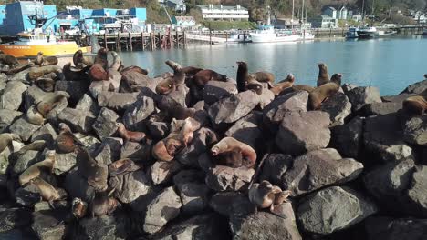 lobos marinos posados en el rompeolas