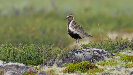 Chorlito-Dorado-Europeo-(pluvialis-Apricaria),-Parque-Nacional-Dovrefjell-Sunndalsfjella,-Noruega.