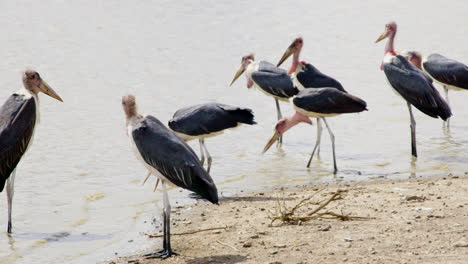 small group of marabou storks at a water hole in nairobi national park