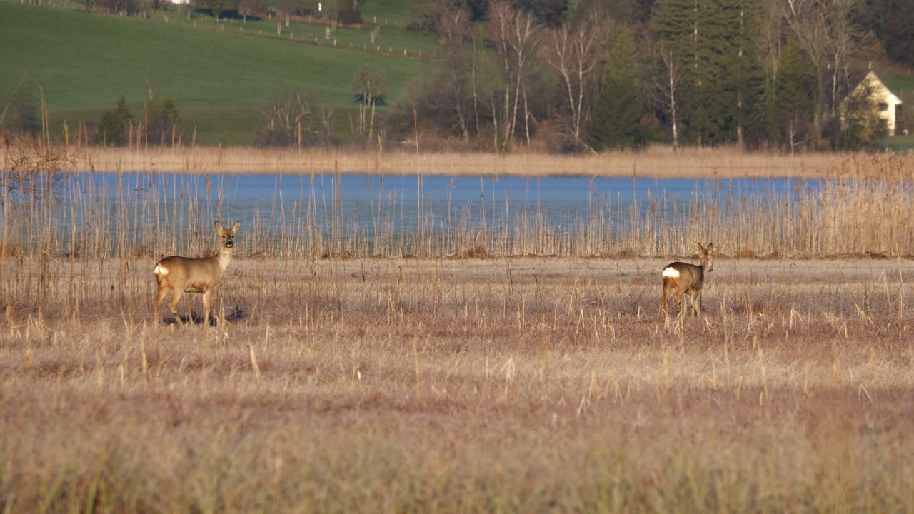 varios ciervos caminan a lo largo de un lago al amanecer en una reserva natural en suiza