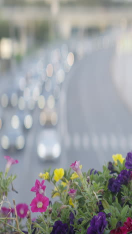 flowers overlooking a city street