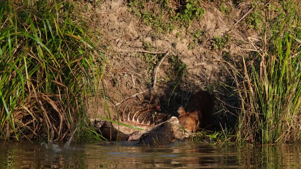 perro salvaje asiático o dhole, cuon alpinus visto compitiendo por un poco de carne contra un lagarto monitor asiático en un lago en el parque nacional khao yai durante la tarde, tailandia