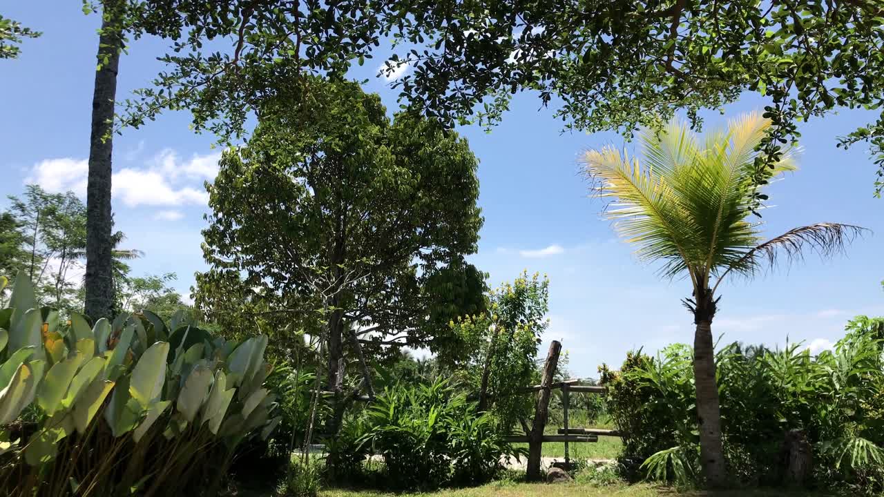 Pohon palem melambai di taman yang indah