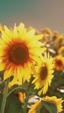 sunflowers in a field