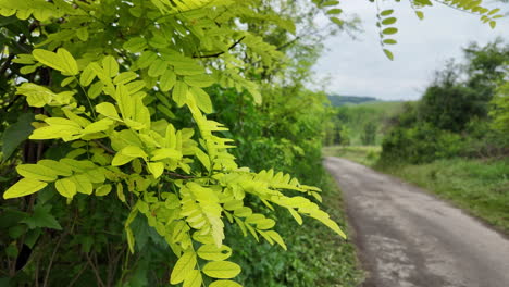 las ramas de acacia balanceándose en el suave viento de primavera