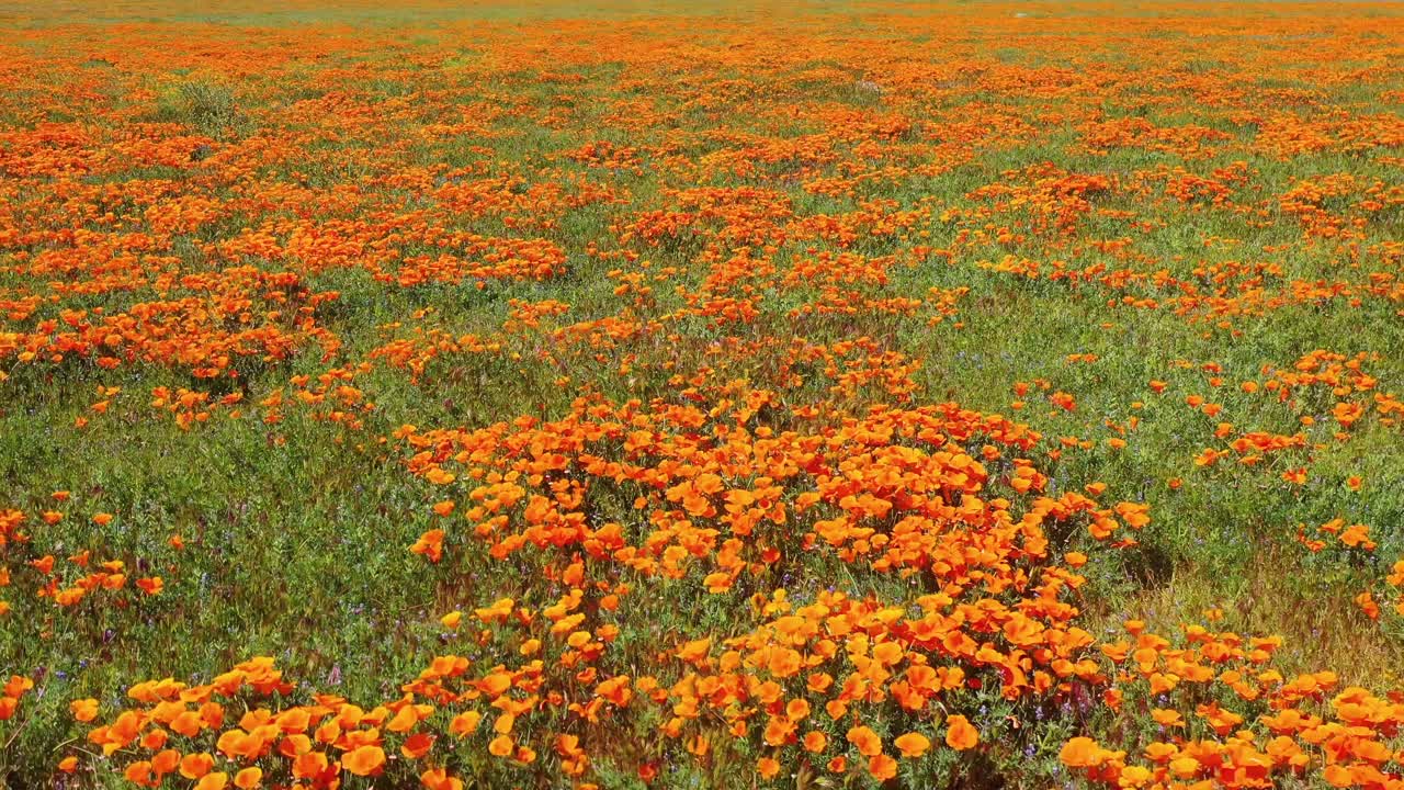 Veduta aerea di papaveri californiani e campi in piena fioritura durante la primavera e la superfioritura 1