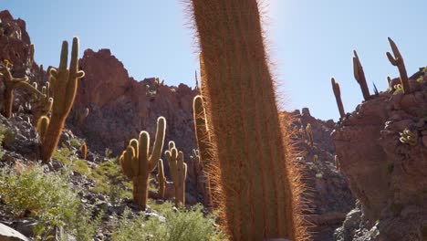 Giant-cactus-canyon-near-San-Pedro-de-Atacama-in-the-Atacama-Desert,-northern-Chile,-South-America
