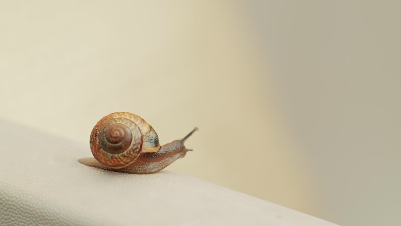 Snail in elegant motion slides across pale surface – peaceful macro springtime