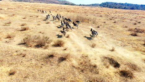 helicopter pov as it follows zebra herd over african landscape for game census