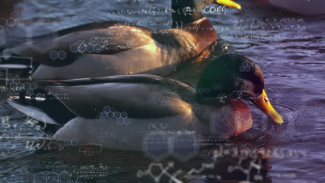 mathematical equations against ducks swimming in a lake