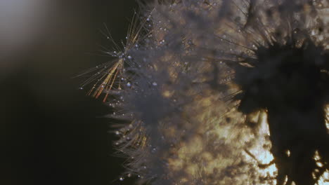 dew-kissed dandelion at sunrise/sunset