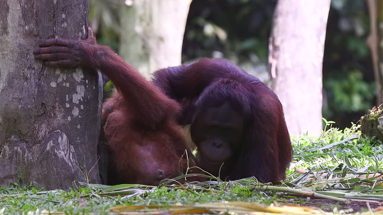 Una coppia di orangutan giocosi.