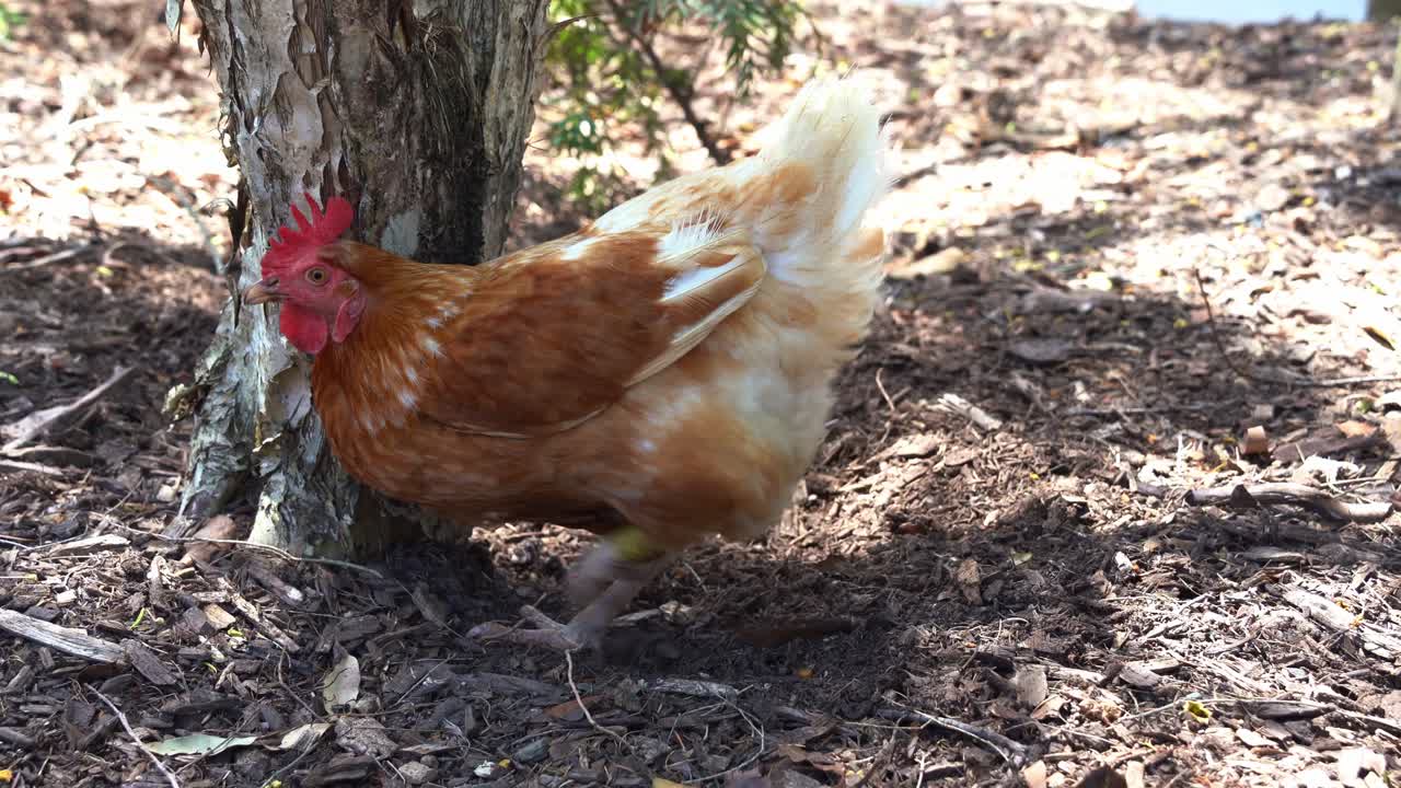 gallo de gallina de corral, gallus gallus domesticus cavando y rascando el suelo con los pies, picoteando y buscando invertebrados en el ambiente al aire libre en un rancho agrícola, tiro de cerca