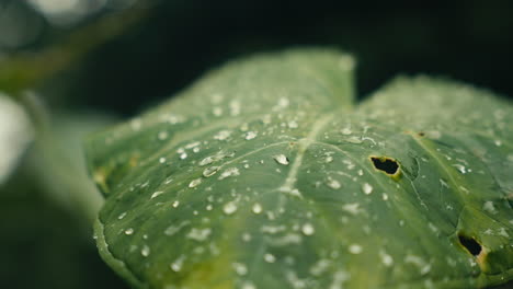 close-up of a leaf with water droplets