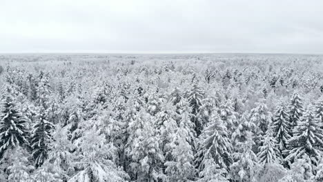 Luftaufnahme-Des-Winterwaldes