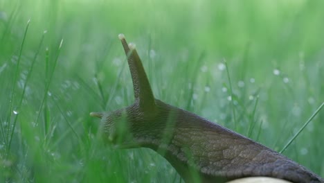 snail in grass with dew