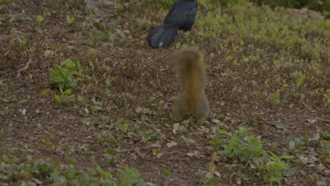 Squirrel-in-front-of-bird-in-park